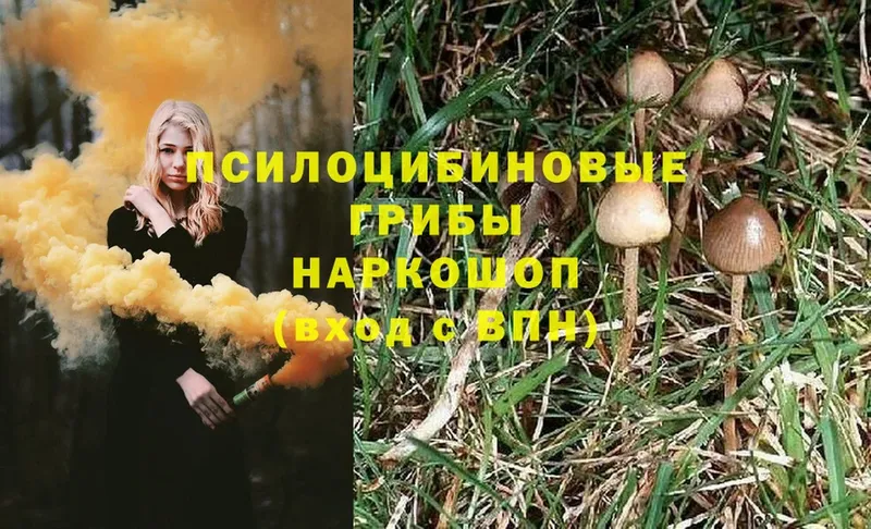 Псилоцибиновые грибы GOLDEN TEACHER  купить   Дивногорск 